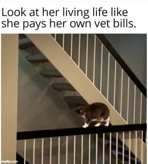 The truth about cats | image tagged in cats,truth,fearless,no worries,risk,i fear no man | made w/ Imgflip meme maker