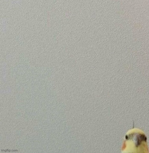 pablo | image tagged in what | made w/ Imgflip meme maker