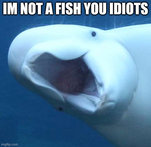 suprised beluga whale | IM NOT A FISH YOU IDIOTS | image tagged in suprised beluga whale | made w/ Imgflip meme maker