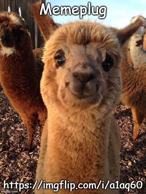 Memeplug | Memeplug; https://imgflip.com/i/a1aq60 | image tagged in happy alpaca,memeplug | made w/ Imgflip meme maker