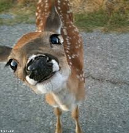 face reveal (yes i am deer) | image tagged in ashercore | made w/ Imgflip meme maker