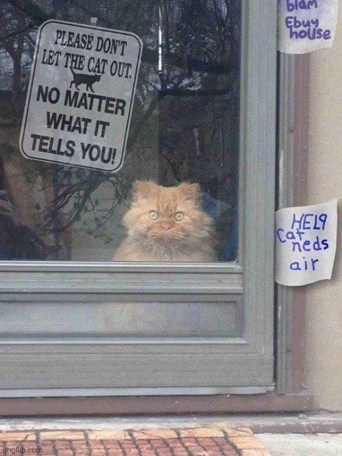 How did it learn to write? | image tagged in cat escape artist,clever,gru diabolical plan fail,tricks,feline | made w/ Imgflip meme maker