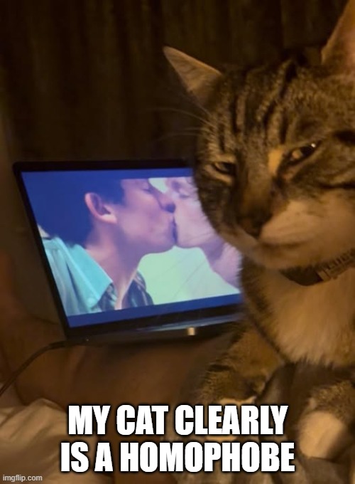 Homophobic Cat | MY CAT CLEARLY IS A HOMOPHOBE | image tagged in cats | made w/ Imgflip meme maker