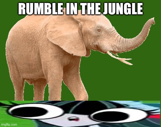 umm | RUMBLE IN THE JUNGLE | image tagged in elephantitis of the existence,elephant,one fly,out of context,buzzdale,the buzz on maggie | made w/ Imgflip meme maker
