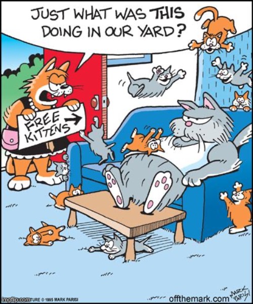 Don’t let him go out for cigarettes… | image tagged in cats,comics,off the mark,free kittens | made w/ Imgflip meme maker