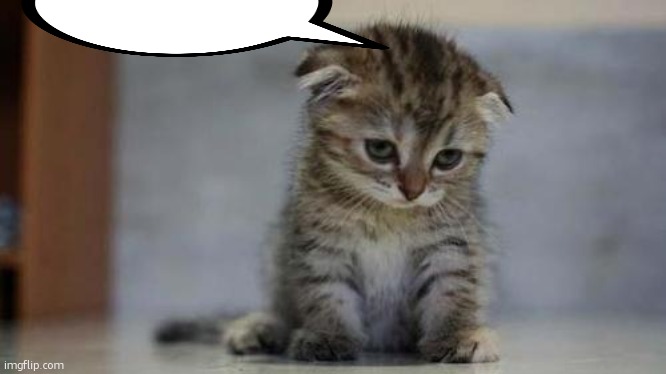 Sad kitten | image tagged in sad kitten | made w/ Imgflip meme maker
