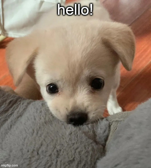 hi | hello! | image tagged in hi | made w/ Imgflip meme maker