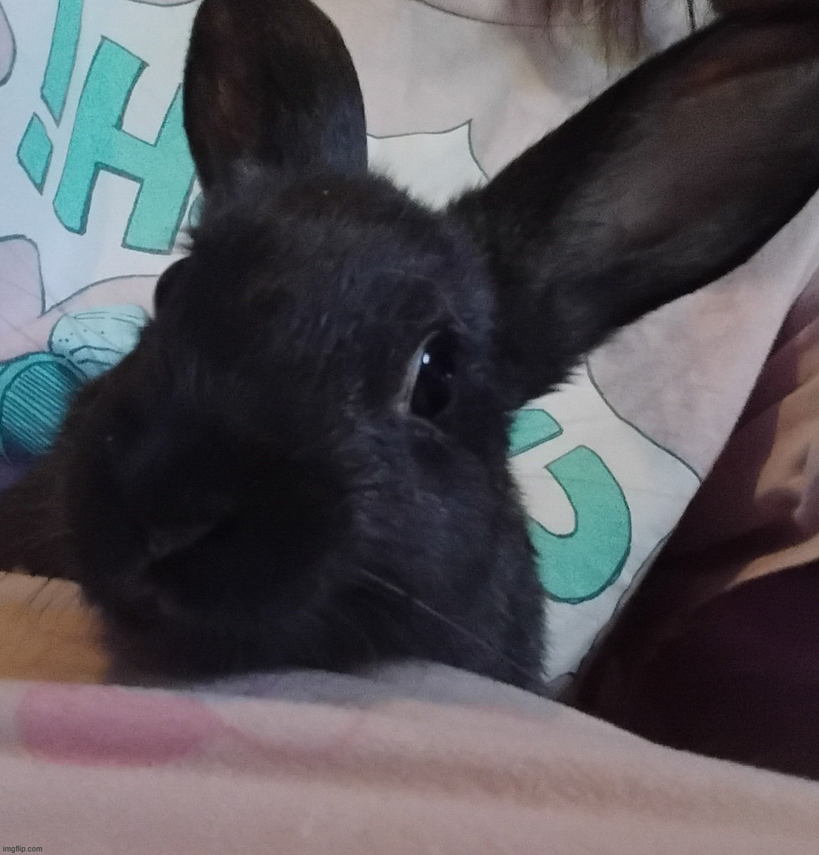do u guys like my bunny | made w/ Imgflip meme maker