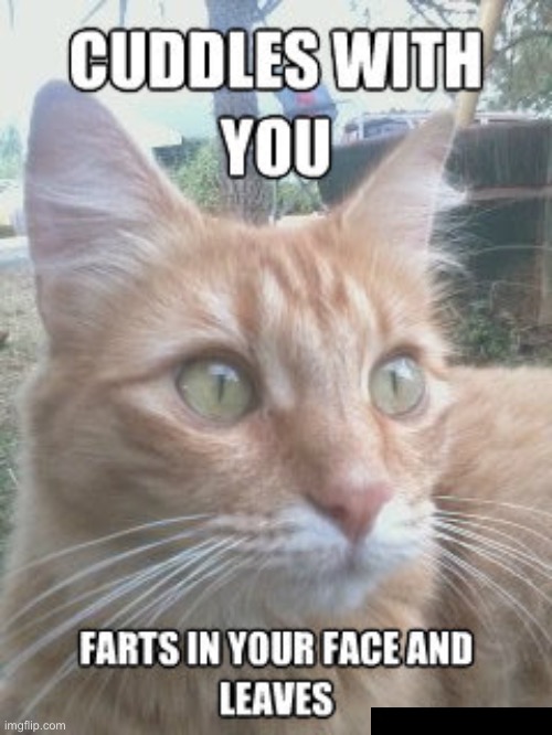 Farts In Your Face | image tagged in cats,funny cat memes,farted,cuddle,scumbag,how rude | made w/ Imgflip meme maker