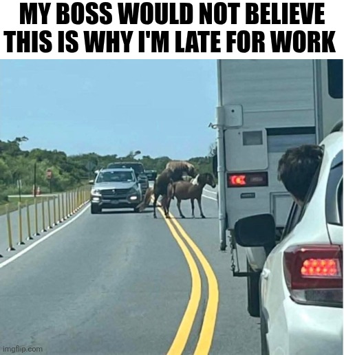 My Boss Would Not Believe This Is Why I'm Late For Work | MY BOSS WOULD NOT BELIEVE THIS IS WHY I'M LATE FOR WORK | image tagged in chrisjoines1 | made w/ Imgflip meme maker