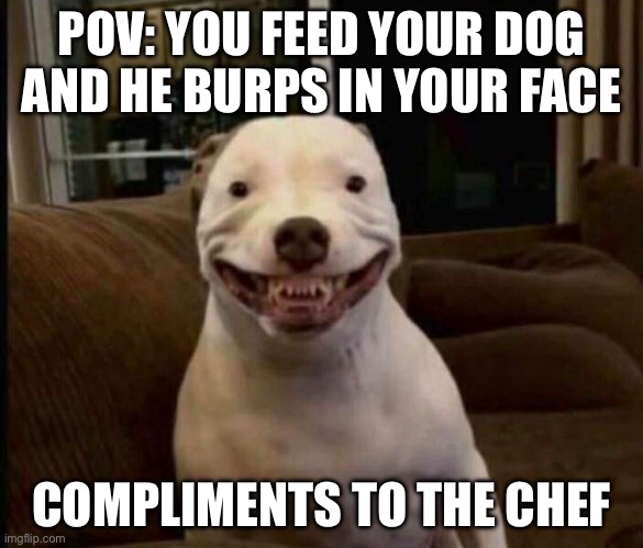 Feeding Time | POV: YOU FEED YOUR DOG AND HE BURPS IN YOUR FACE; COMPLIMENTS TO THE CHEF | image tagged in dog with weird mouth and small eyes,burp,feeding,face,chef | made w/ Imgflip meme maker