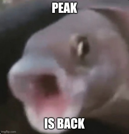 Poggers Fish | PEAK; IS BACK | image tagged in poggers fish | made w/ Imgflip meme maker