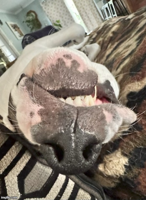 my doggy | made w/ Imgflip meme maker