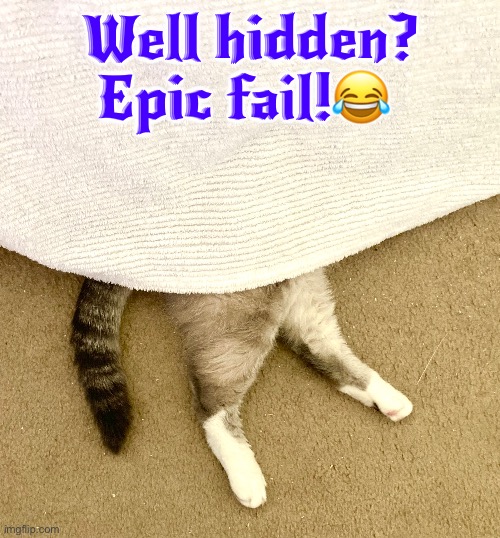 Walked into this room one day and saw this | Well hidden? Epic fail!😂 | image tagged in hiding,epic fail,fails,cats,funny cats,fun | made w/ Imgflip meme maker