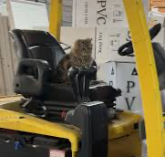 Gubble on a forklift Blank Meme Template