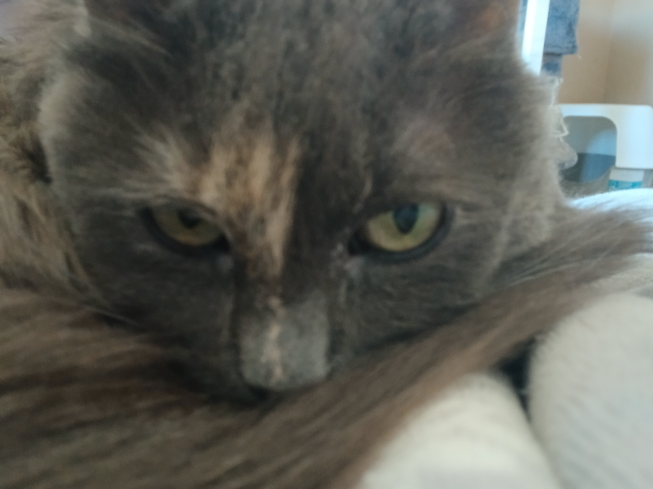 Leave Me ALONE cat Blank Meme Template