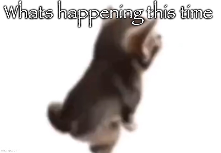 Side el gatito | Whats happening this time | image tagged in side el gatito | made w/ Imgflip meme maker