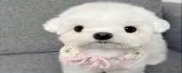 Dog stating Blank Meme Template