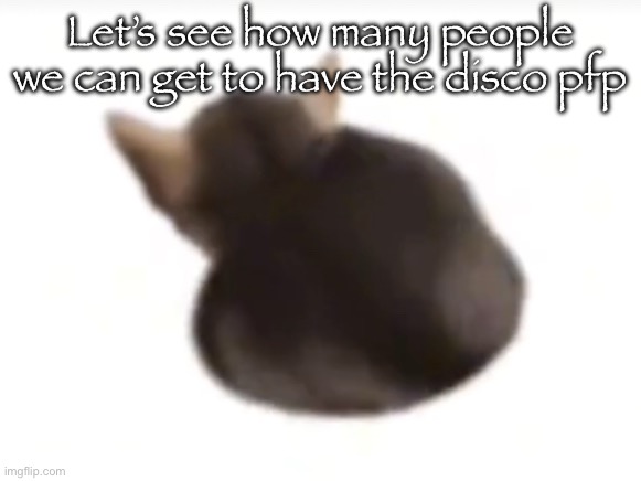 What if we get half the stream to do ts | Let’s see how many people we can get to have the disco pfp | image tagged in twerking el gatito | made w/ Imgflip meme maker