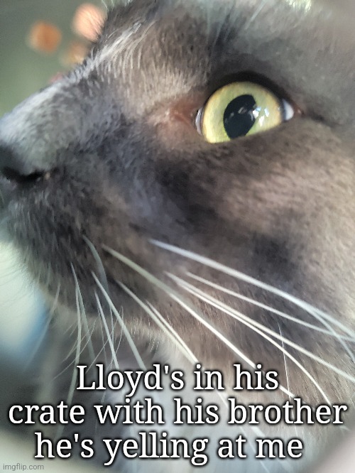 Lloyd's in his crate with his brother he's yelling at me | made w/ Imgflip meme maker