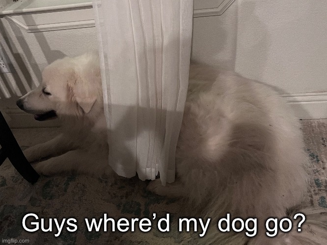 She disappeared | Guys where’d my dog go? | made w/ Imgflip meme maker
