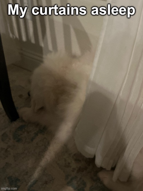 Istg she’s so fucking adorable | My curtains asleep | made w/ Imgflip meme maker