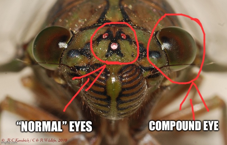 Most insects actually have 5 eyes | COMPOUND EYE; “NORMAL” EYES | made w/ Imgflip meme maker