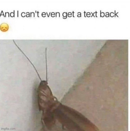 Enough with the cute stuff | image tagged in cockroach,lmao | made w/ Imgflip meme maker