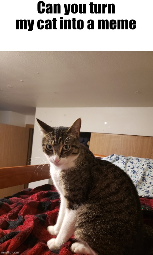 Please | Can you turn my cat into a meme | made w/ Imgflip meme maker