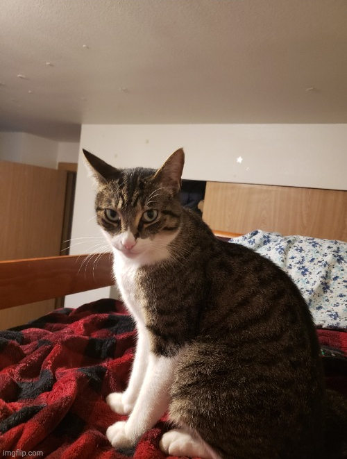Tf2daftpunkgaming's cat Blank Meme Template
