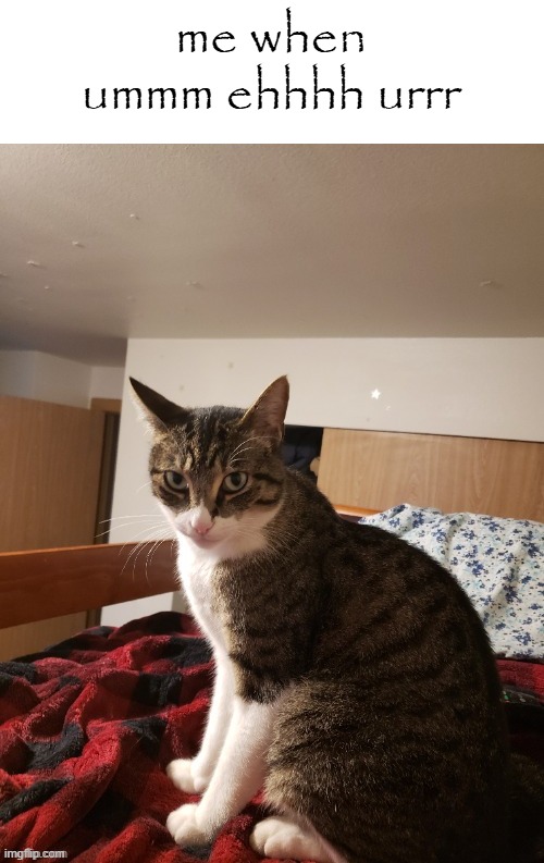 Tf2daftpunkgaming's cat | me when ummm ehhhh urrr | image tagged in tf2daftpunkgaming's cat | made w/ Imgflip meme maker