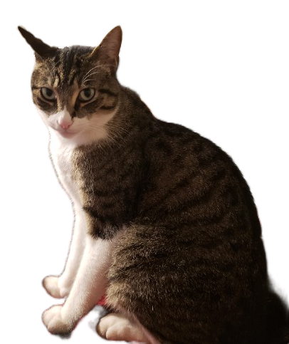 Tf2daftpunkgaming cat Blank Meme Template