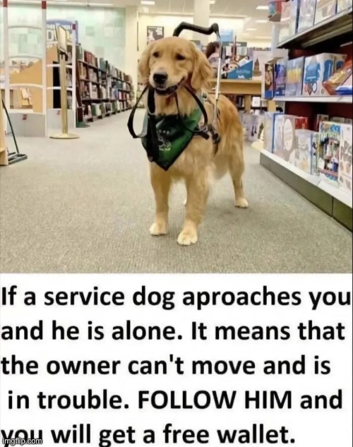 image tagged in dark humor,doggy,memes,shitpost | made w/ Imgflip meme maker