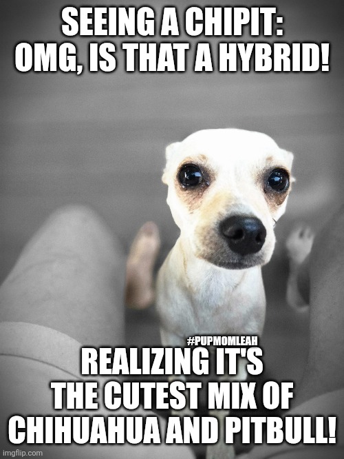 Chipit HoneyBear | SEEING A CHIPIT: OMG, IS THAT A HYBRID! #PUPMOMLEAH; REALIZING IT'S THE CUTEST MIX OF CHIHUAHUA AND PITBULL! | made w/ Imgflip meme maker