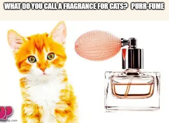 What do you call a fragrance for cats?        Purr-fume. | WHAT DO YOU CALL A FRAGRANCE FOR CATS?   PURR-FUME | image tagged in cats,funny,kittens,humor,play on words,perfume | made w/ Imgflip meme maker