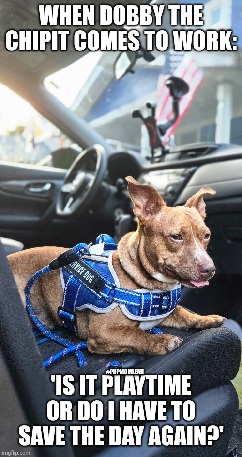 DobbyTheChipitServiceDog | WHEN DOBBY THE CHIPIT COMES TO WORK:; 'IS IT PLAYTIME OR DO I HAVE TO SAVE THE DAY AGAIN?'; #PUPMOMLEAH | made w/ Imgflip meme maker