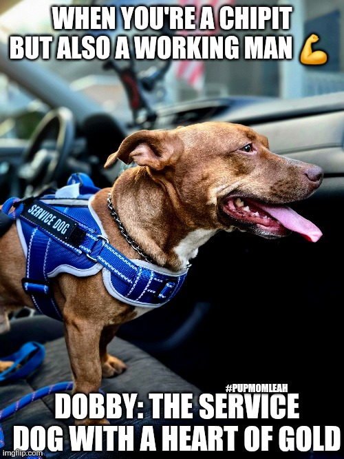 Dobby Real Stud | WHEN YOU'RE A CHIPIT BUT ALSO A WORKING MAN 💪; DOBBY: THE SERVICE DOG WITH A HEART OF GOLD; #PUPMOMLEAH | made w/ Imgflip meme maker