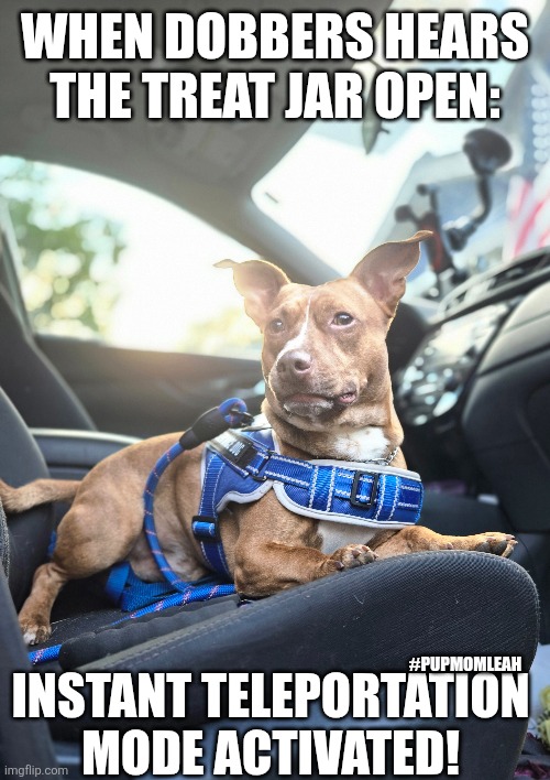 No more Treats Dobbers! | WHEN DOBBERS HEARS THE TREAT JAR OPEN:; INSTANT TELEPORTATION MODE ACTIVATED! #PUPMOMLEAH | made w/ Imgflip meme maker