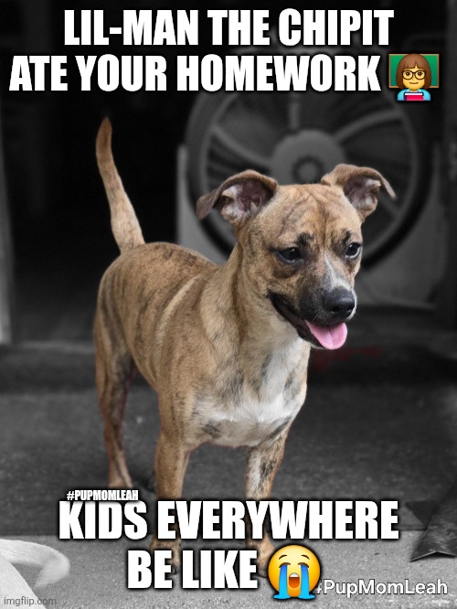Lil-Man ate your homework | LIL-MAN THE CHIPIT ATE YOUR HOMEWORK 👩‍🏫; KIDS EVERYWHERE BE LIKE 😭; #PUPMOMLEAH | image tagged in chipit | made w/ Imgflip meme maker