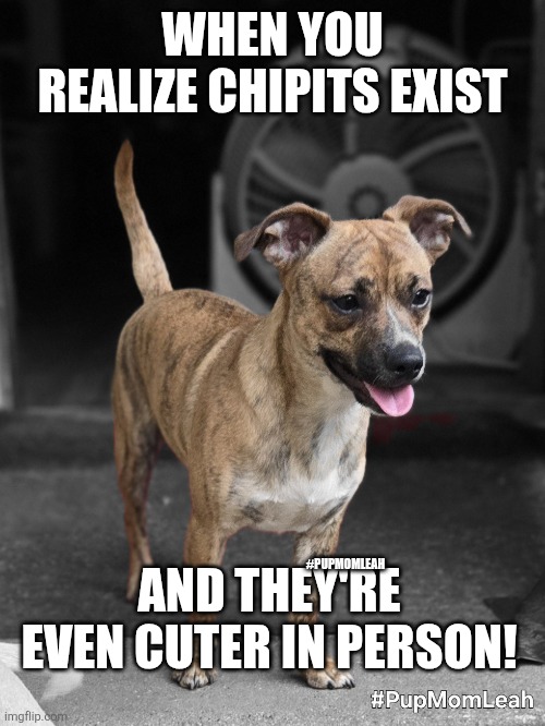 ChipitCutie ? | WHEN YOU REALIZE CHIPITS EXIST; AND THEY'RE EVEN CUTER IN PERSON! #PUPMOMLEAH | image tagged in chipit,cute dog,dogs,chihuahua | made w/ Imgflip meme maker
