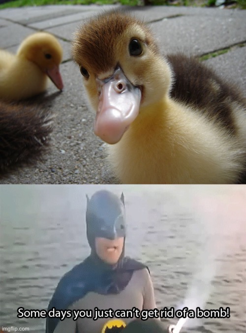 Some days | image tagged in cute duckling,some days you just can't get rid of a bomb,duckling,bomb | made w/ Imgflip meme maker