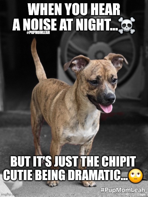 Chipit Cutie on The loose.... | WHEN YOU HEAR A NOISE AT NIGHT...☠️; #PUPMOMLEAH; BUT IT'S JUST THE CHIPIT CUTIE BEING DRAMATIC...🙄 | image tagged in chipit | made w/ Imgflip meme maker