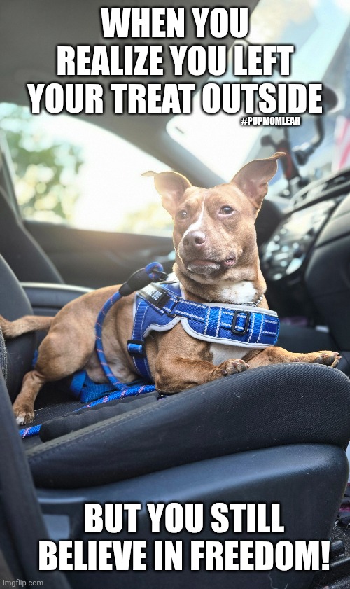 Dobby Where's the Treats! | WHEN YOU REALIZE YOU LEFT YOUR TREAT OUTSIDE; #PUPMOMLEAH; BUT YOU STILL BELIEVE IN FREEDOM! | made w/ Imgflip meme maker