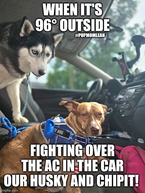 Heatwave2025 Dogs be like | WHEN IT'S 96° OUTSIDE; #PUPMOMLEAH; FIGHTING OVER THE AC IN THE CAR OUR HUSKY AND CHIPIT! | made w/ Imgflip meme maker
