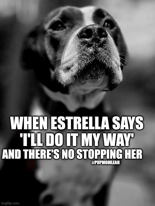 Go For it! ? ? | WHEN ESTRELLA SAYS 'I'LL DO IT MY WAY'; AND THERE'S NO STOPPING HER; #PUPMOMLEAH | made w/ Imgflip meme maker