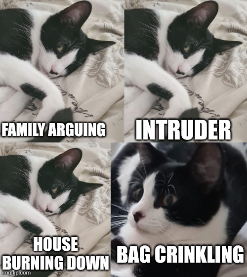 is dat feedings? | INTRUDER; FAMILY ARGUING; HOUSE BURNING DOWN; BAG CRINKLING | image tagged in cats,funny,memes | made w/ Imgflip meme maker