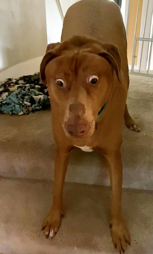 Surprised Dog Belle Blank Meme Template
