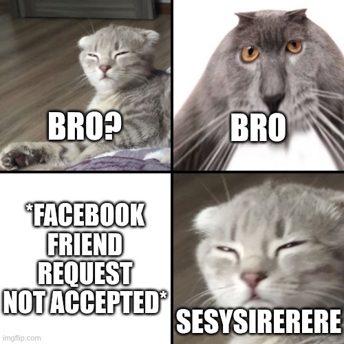 POV: Your Facebook friend request not accepted | BRO? BRO; *FACEBOOK FRIEND REQUEST NOT ACCEPTED*; SESYSIRERERE | image tagged in sesysirerere and oberezhnometanovets,cat,cats,facebook,bro,kotsiubiiv | made w/ Imgflip meme maker