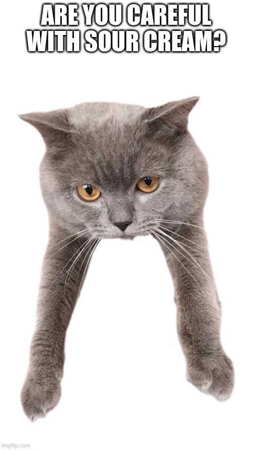 Are you careful with sour cream? | ARE YOU CAREFUL WITH SOUR CREAM? | image tagged in cat surzhenko,cats,cat,sour cream,food,kotsiubiiv | made w/ Imgflip meme maker