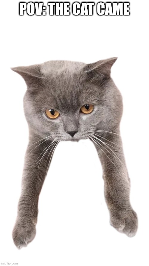 POV: The cat came | POV: THE CAT CAME | image tagged in cat,cats,pov,kotsiubiiv,cat oberezhnometano | made w/ Imgflip meme maker